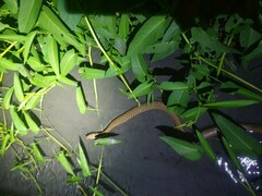 Fowlea flavipunctata