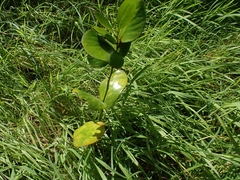 Griselinia lucida