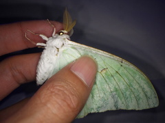 Actias aliena aliena