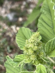 Amaranthus