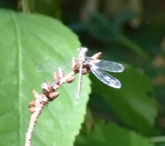Lestes congener