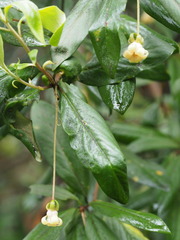 Pittosporum bicolor