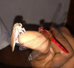 Rhodothemis rufa