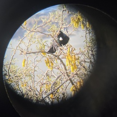 Prosthemadera novaeseelandiae novaeseelandiae