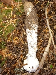 Amanita smithiana