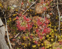 Drosera pygmaea