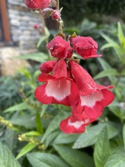 Angiospermae