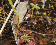 Drosera pygmaea