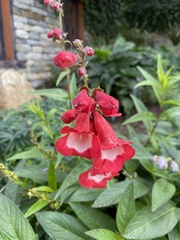 Angiospermae