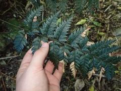 Polystichum neozelandicum