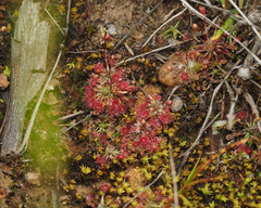 Drosera pygmaea