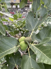 Ficus carica