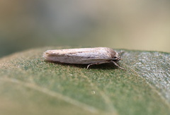 Xyloryctidae