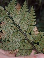 Polystichum neozelandicum