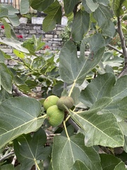 Ficus carica