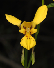 Diuris aurea