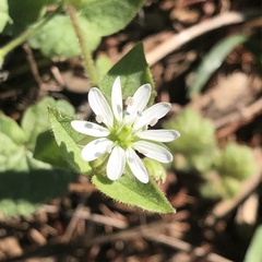 Stellaria aquatica