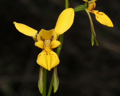 Diuris aurea