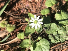 Stellaria aquatica