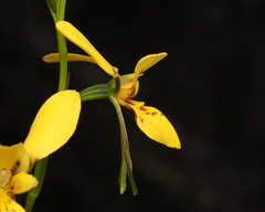 Diuris aurea