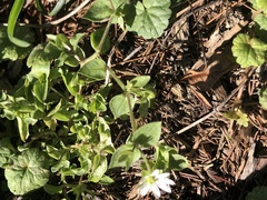 Stellaria aquatica