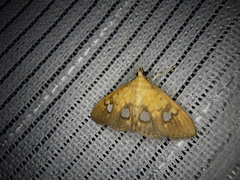 Nosophora semitritalis