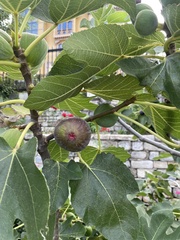 Ficus carica