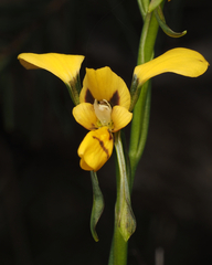 Diuris aurea