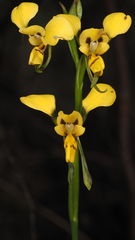 Diuris aurea