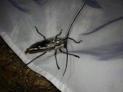 Batocera lineolata
