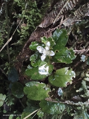 Elatostema obtusum