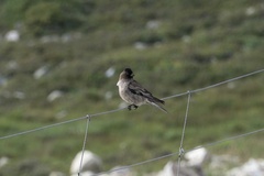 Leucosticte brandti