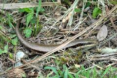 Eutropis longicaudata