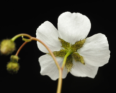 Drosera peltata