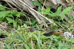 Plestiodon leucostictus