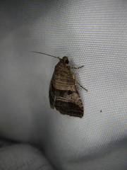 Ozarba punctigera