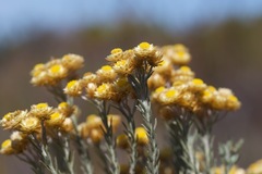 Achyranthemum paniculatum