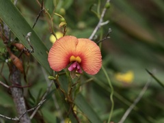 Gompholobium polymorphum