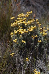 Achyranthemum paniculatum