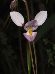 Diuris punctata