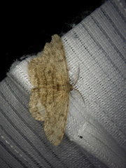 Hypomecis punctinalis conferenda