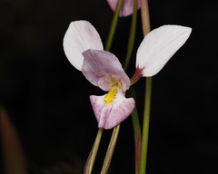 Diuris punctata