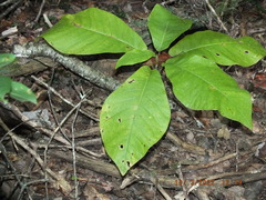 Magnolia macrophylla