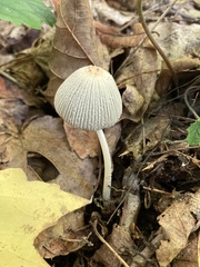 Coprinellus