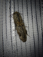 Cryptalaus larvatus pini