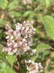 Koenigia polystachya