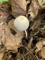 Coprinellus