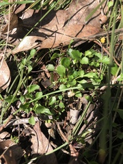 Viola cleistogamoides