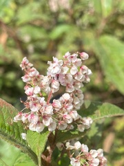 Koenigia polystachya