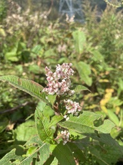 Koenigia polystachya